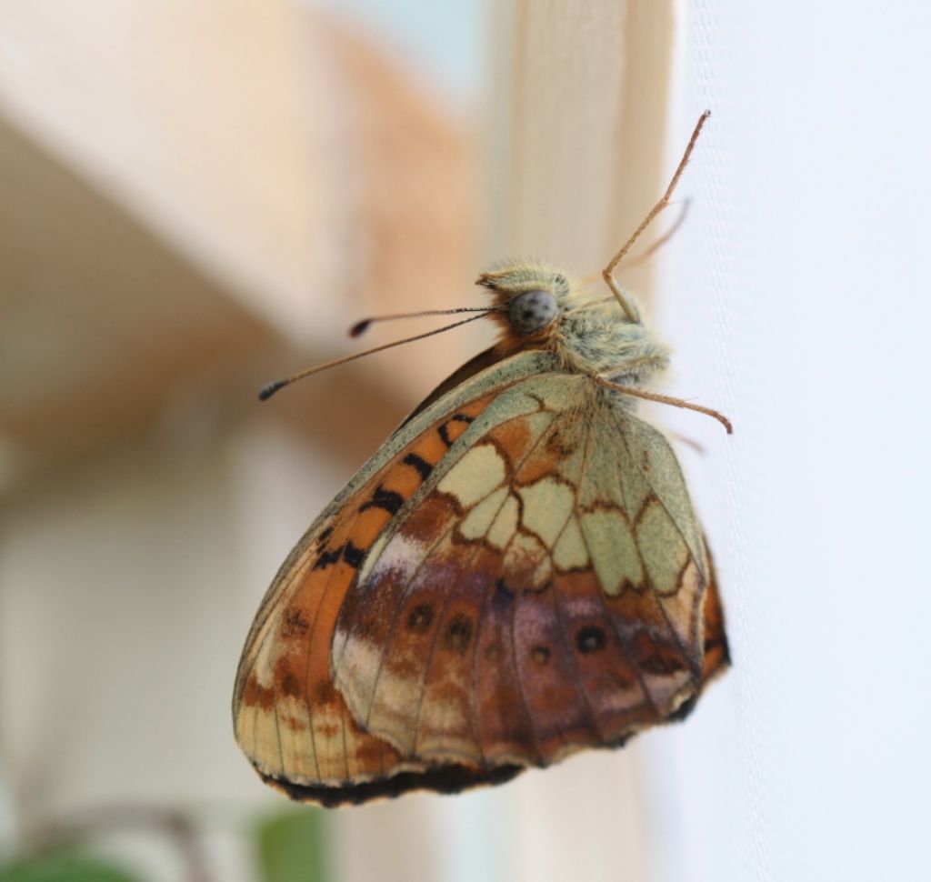 Bruco ID